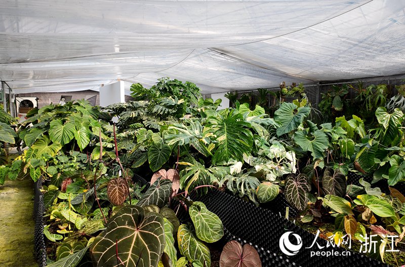位于桐鄉崇福農創園的“瓜牛雨林”基地。人民網 方彭依夢攝