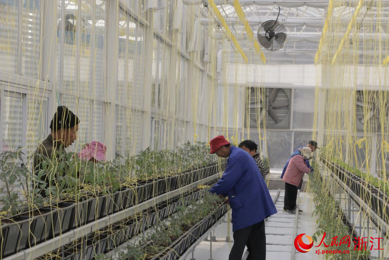 泗礁島生態農業產業園內，村民正在給小番茄綁扎。人民網記者 王麗瑋攝