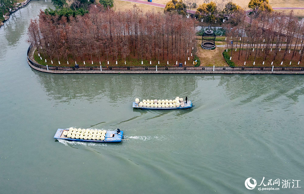2月25日，農戶運送花椰菜前往浙江省瑞安市濱?；ㄒ水a地交易市場。人民網 章勇濤攝