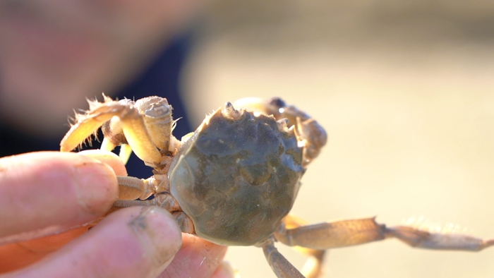 一只活力旺盛的扣蟹。魏宏偉攝