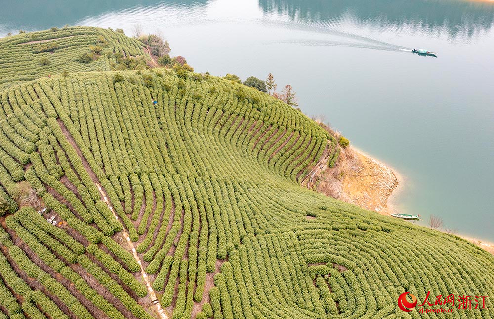 在浙江淳安，茶農正在采摘春茶。人民網 章勇濤攝