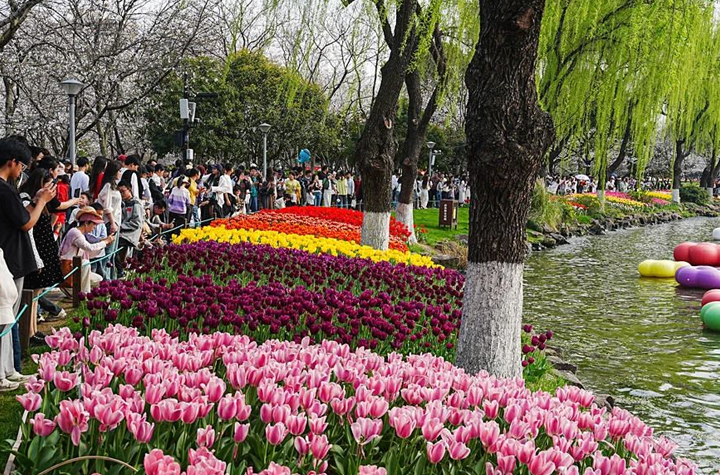 兩天近45萬游客！柯橋春日“頂流”為區域經濟注入新活力