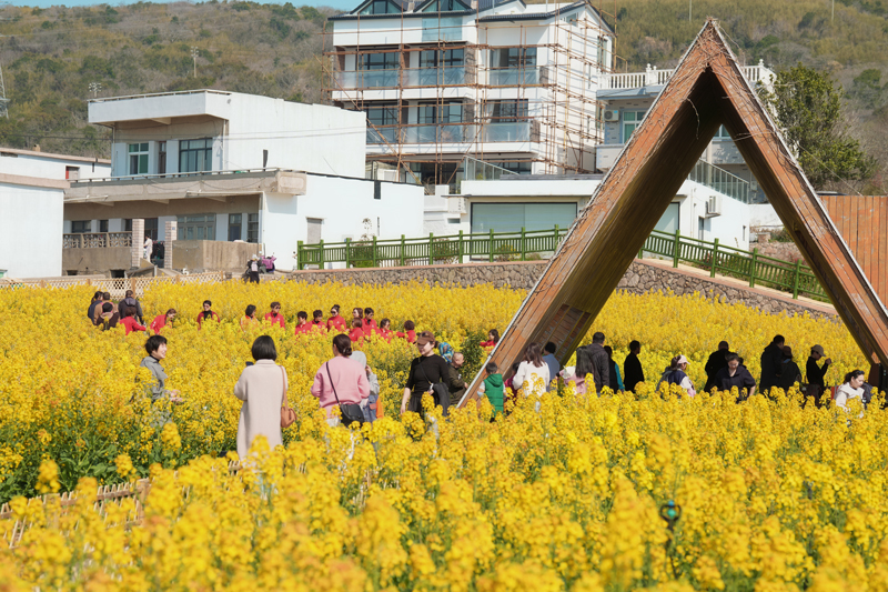五龍鄉油菜花盛開。嵊泗縣委宣傳部供圖