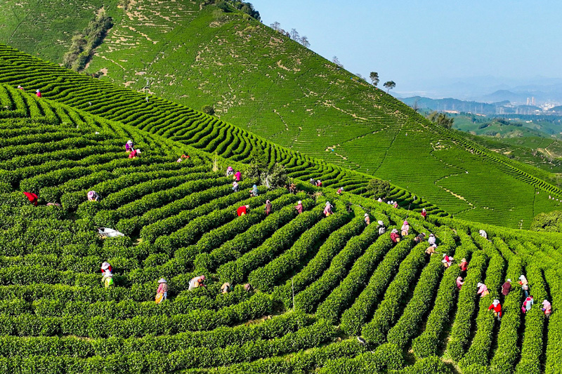 茶農正在采摘安吉白茶。安吉縣委宣傳部供圖