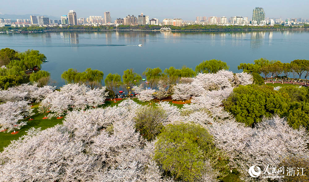 近日，紹興市柯橋區瓜渚湖畔的櫻花和郁金香大面積盛開，澄澈湖水波光粼粼，倒映著遠處錯落有致的現代樓宇，形成一幅城市與自然和諧相融的美妙畫卷。人民網 章勇濤攝