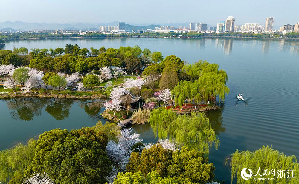 近日，紹興市柯橋區瓜渚湖畔的櫻花和郁金香大面積盛開，澄澈湖水波光粼粼，倒映著遠處錯落有致的現代樓宇，形成一幅城市與自然和諧相融的美妙畫卷。人民網 章勇濤攝