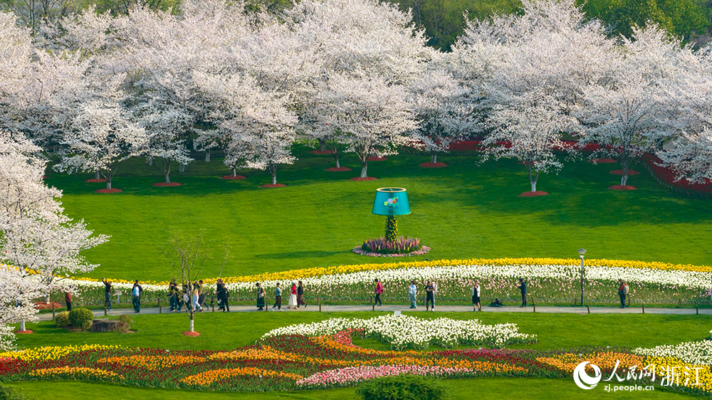 近日，紹興市柯橋區瓜渚湖畔的櫻花和郁金香大面積盛開，吸引游客前來賞花踏青。人民網 章勇濤攝