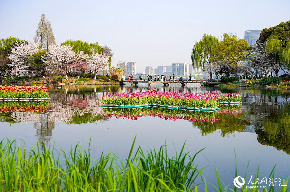 近日，紹興市柯橋區瓜渚湖畔的櫻花和郁金香大面積盛開，吸引游客前來賞花踏青。人民網 章勇濤攝