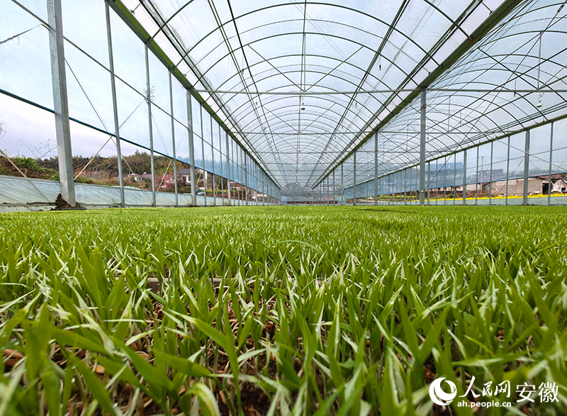 鋪滿秧盤的育秧大棚。人民網記者 汪瑞華攝