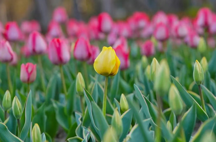 90000多株！秀洲這片花海，太美了！