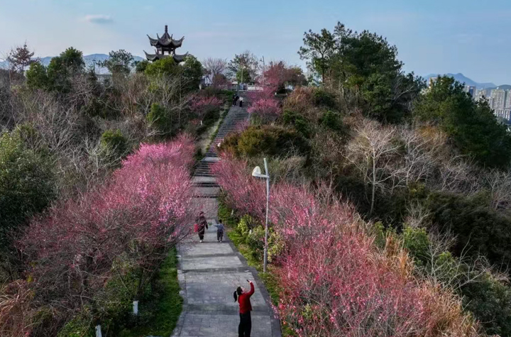 寧海百畝梅園進入盛花期