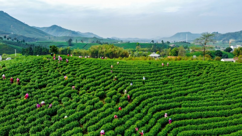3月25日，安吉白茶正式開采。李安攝