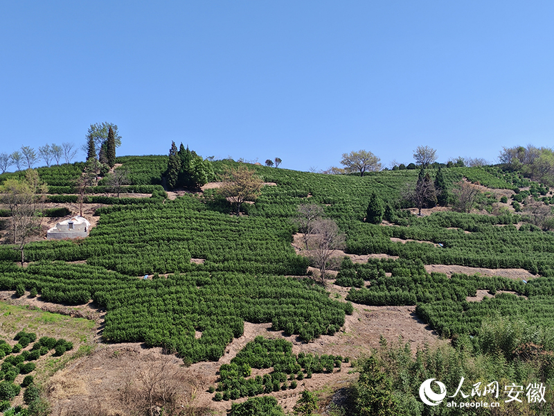 虎凹﹒歡樂茶谷茶園。人民網 丁紀攝