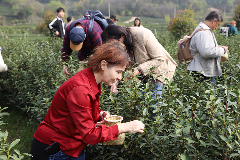 外國游客體驗摘茶。廬江縣委宣傳部供圖