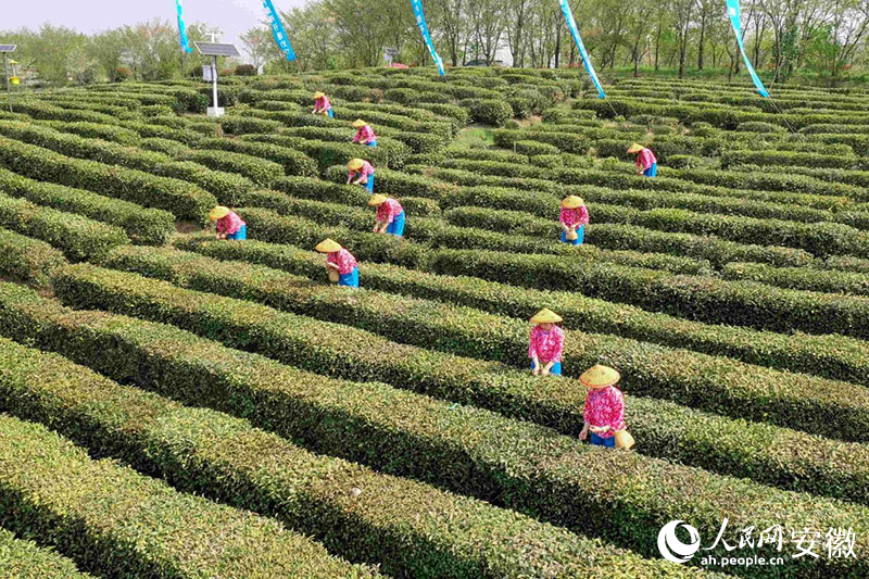 徽茶開采。人民網記者 陳若天攝