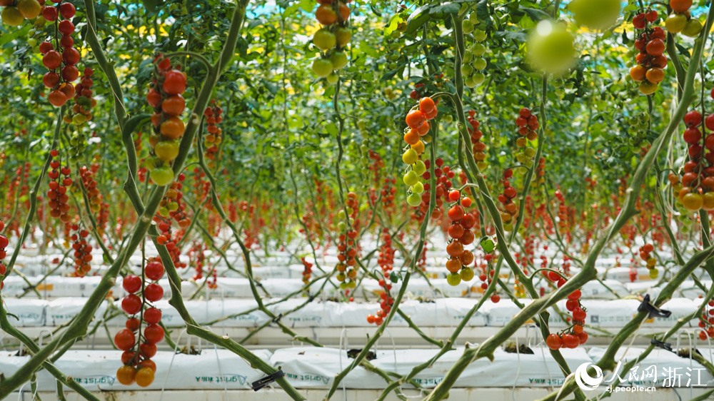 溫室內，秧上掛滿了一串串紅彤彤的小番茄。人民網記者 郭揚攝