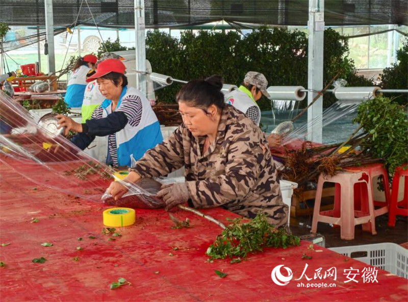 工人正在打包苗木。人民網 丁紀攝