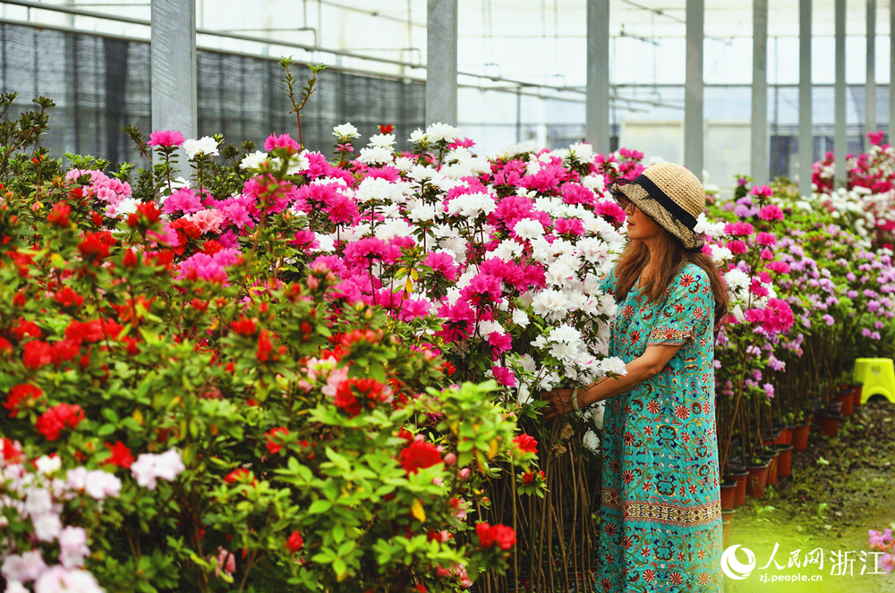浙江善鵑園藝有限公司主理人解靜萍正在查看杜鵑生長情況。人民網記者 郭揚攝