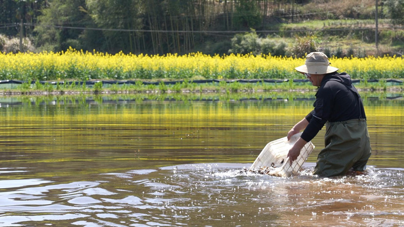 養殖戶正在向稻田投放小龍蝦苗。遂昌縣委宣傳部供圖