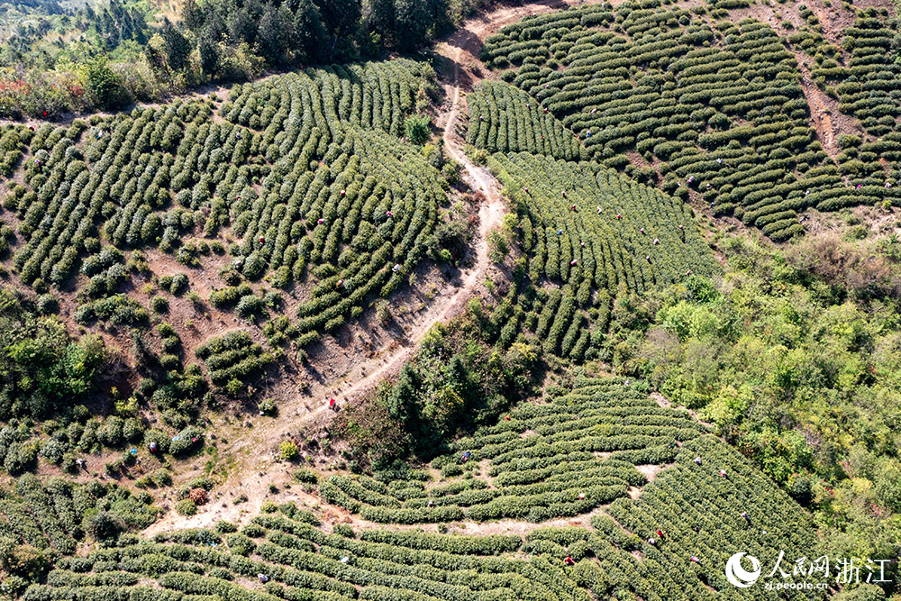 百余名茶農趁著晴好天氣采摘新茶。人民網 章勇濤攝