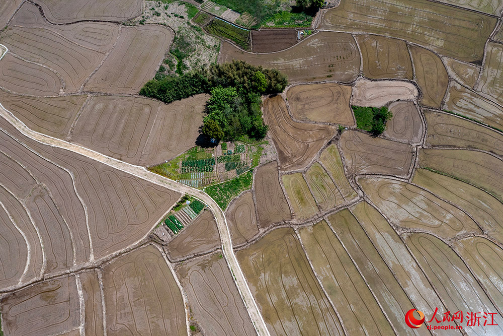 空中俯瞰寧波市寧?？h前童鎮大鄭村，翻耕后的水田阡陌縱橫。人民網 章勇濤攝