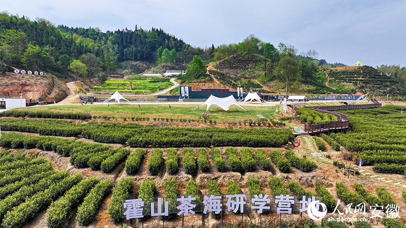 霍山茶海研學基地。人民網 郭昊攝