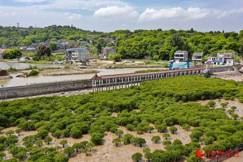 在浙江省玉環市海山鄉海岸邊，紅樹林綠意盎然。人民網 章勇濤攝
