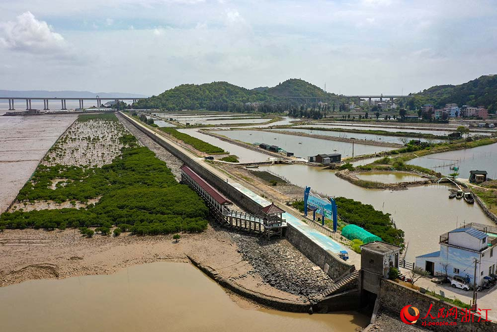 在浙江省玉環市海山鄉海岸邊，紅樹林綠意盎然。人民網 章勇濤攝