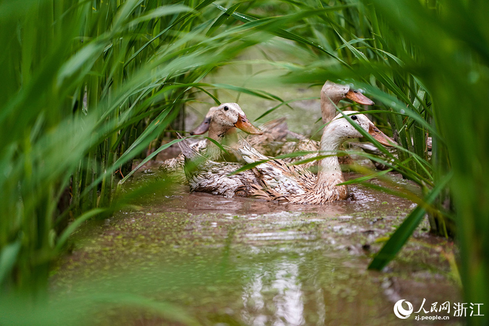 浙江省麗水市縉云縣前路鄉，茭葉隨風輕舞，麻鴨在其中自由嬉戲。人民網 章勇濤攝