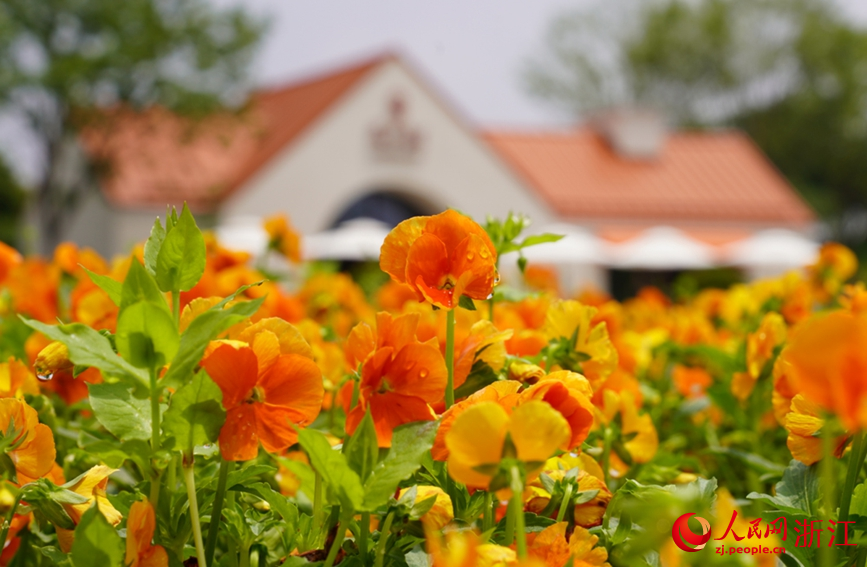 浙江省武義縣花田美地景區。人民網 劉欣蔚攝