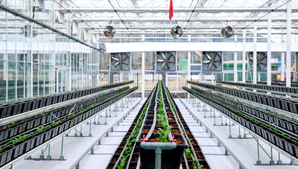 “蔬菜工廠”玻璃溫室。嵊泗縣委宣傳部供圖