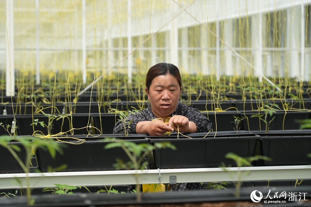 “蔬菜工廠”內，工人正在吊蔓。人民網 陳陸洵攝