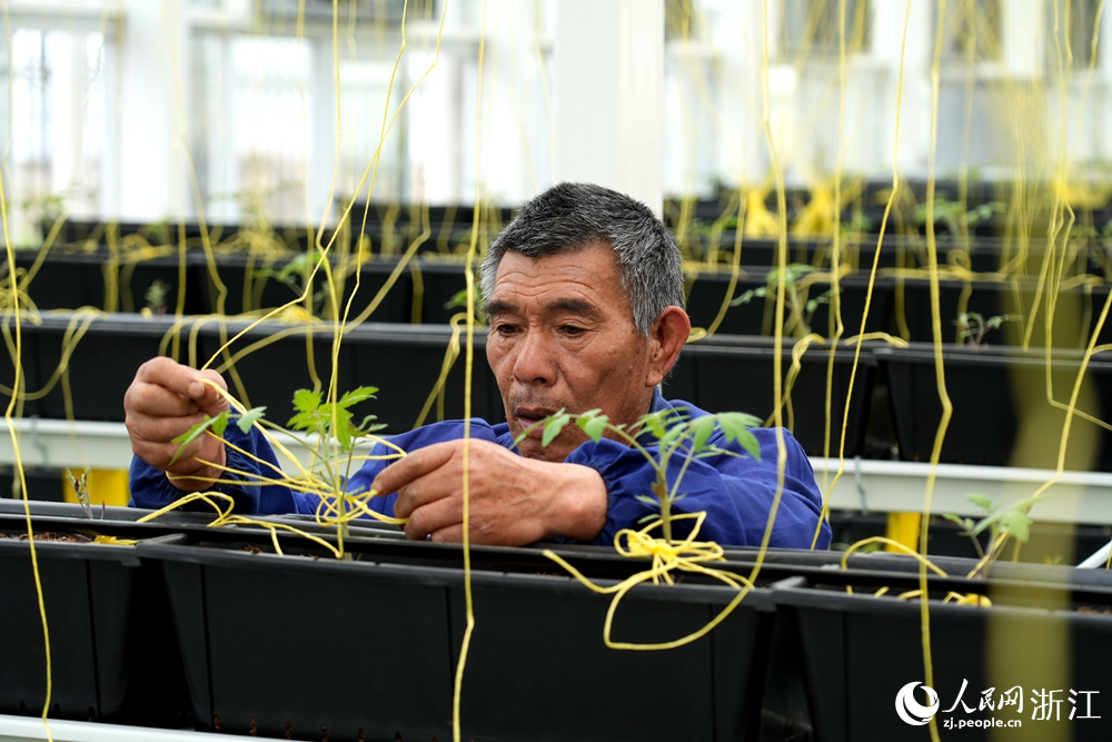 “蔬菜工廠”內，工人正在吊蔓。人民網 陳陸洵攝