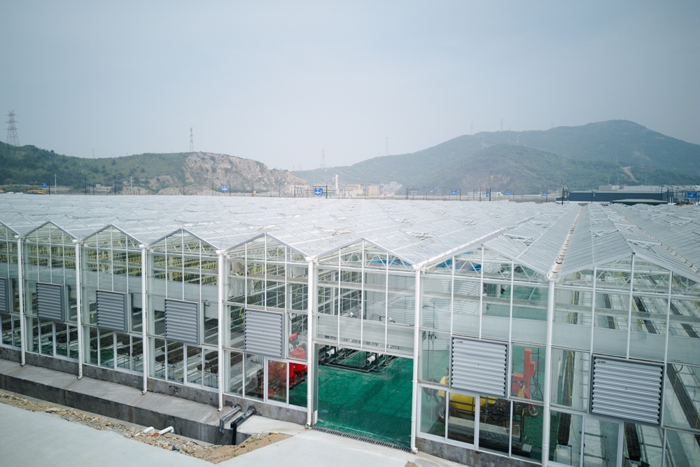 空中俯瞰嵊泗海島“蔬菜工廠”。洪佳琪攝