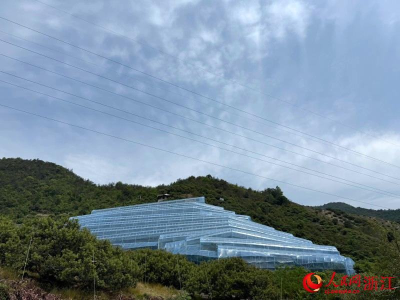 胡英俊家位于臺州仙居縣官路鎮的楊梅智慧大棚。人民網 程欣攝