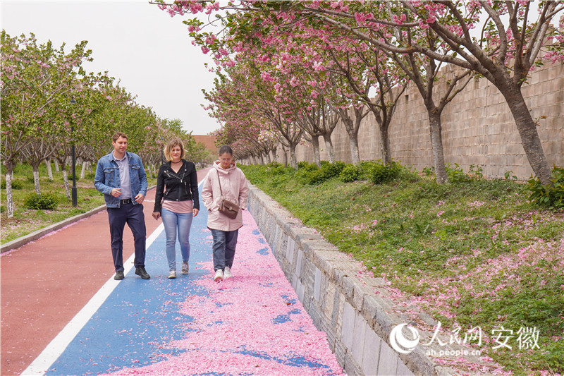 外國友人打卡櫻花園。人民網記者 陳若天攝
