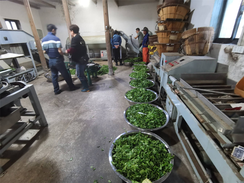 茶葉加工廠?？鲁菂^委宣傳部供圖