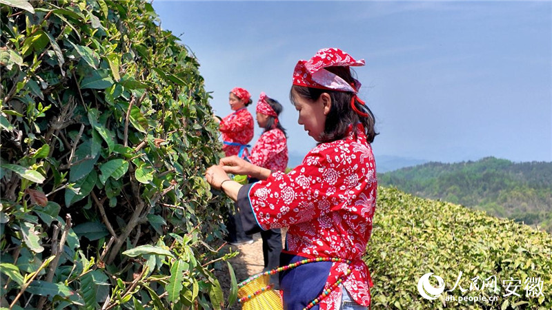 當地村民采摘夏秋茶。人民網 郭昊攝