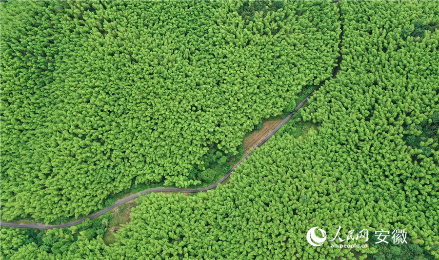 廣德竹海。人民網記者 張俊攝