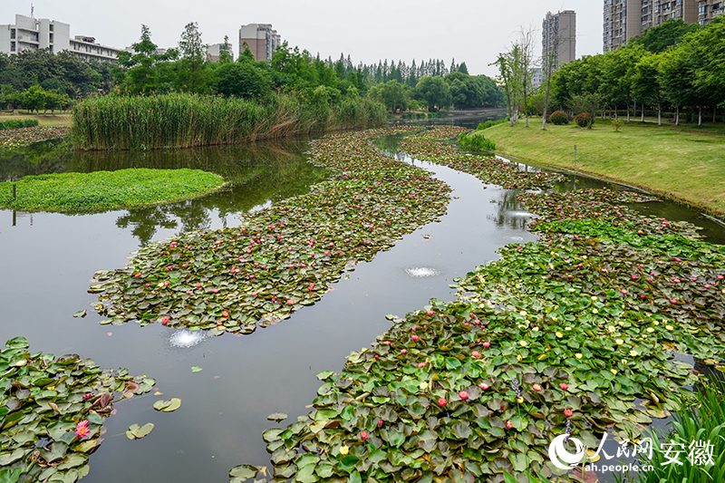 盡情綻放的睡蓮。人民網記者 苗子健攝