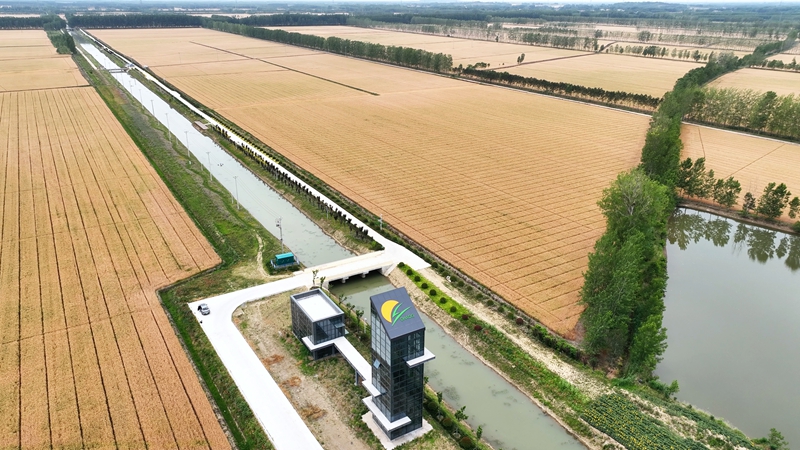 平明鎮“智慧農場”小麥進入收獲期。東?？h委宣傳部供圖