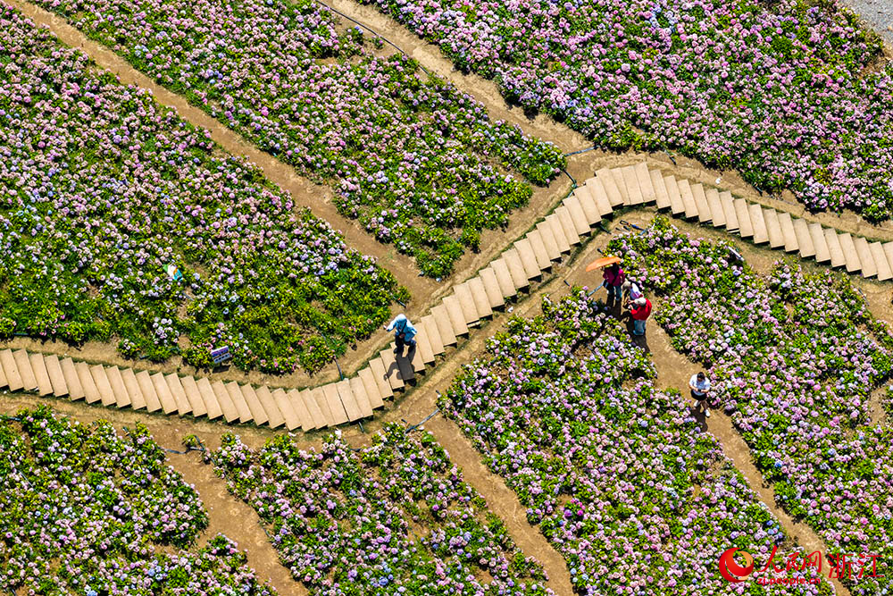 紹興市柯橋區蘭亭街道古筑村內，眾多游客前來賞花拍照。人民網 章勇濤攝