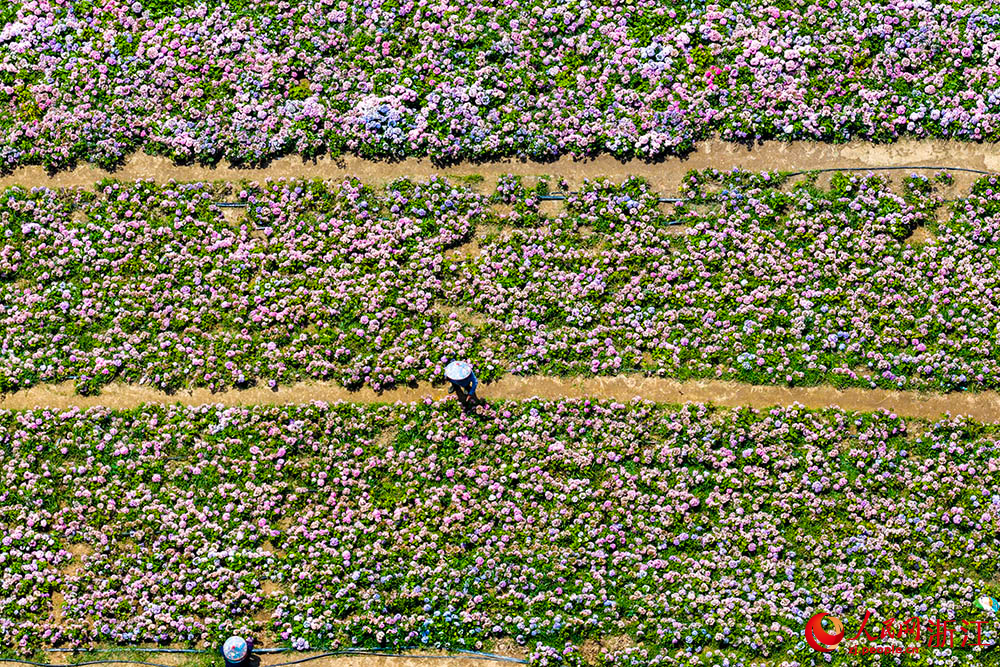 在紹興市柯橋區蘭亭街道古筑村，漫山遍野都是盛開的鮮花。人民網 章勇濤攝