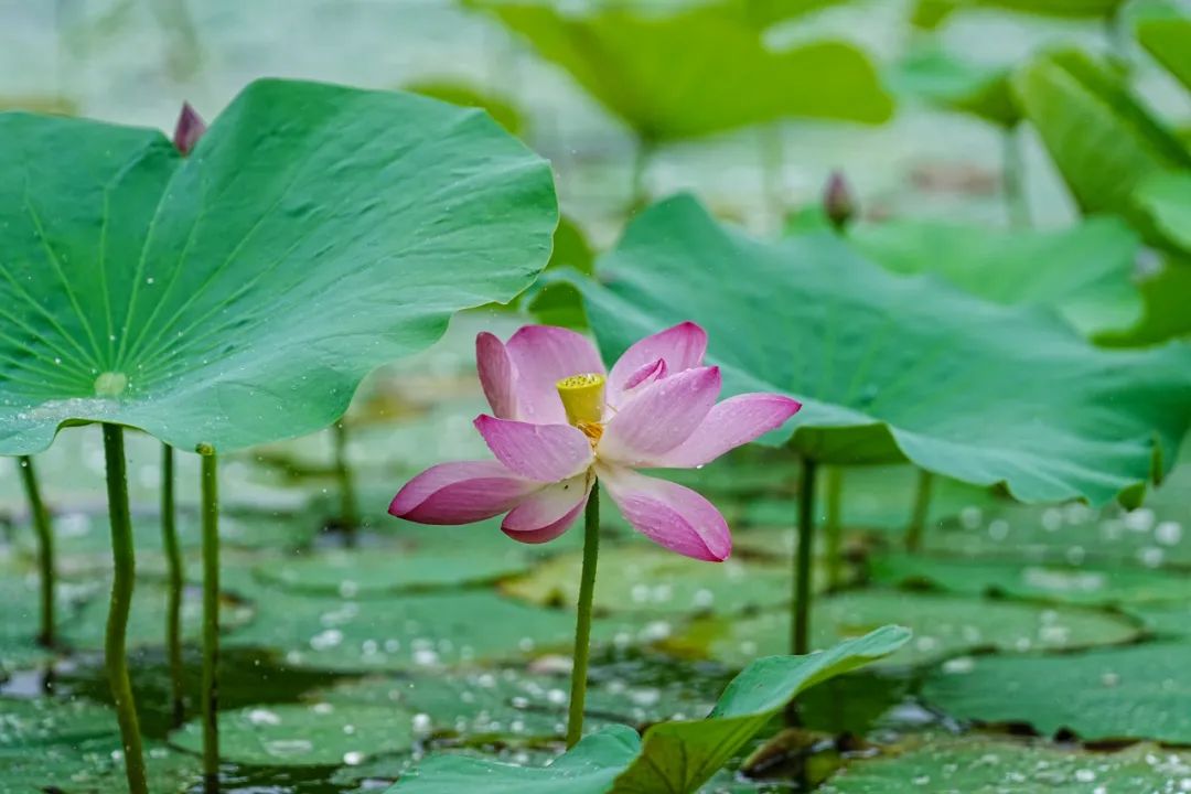 秀洲第一波荷花，開了
