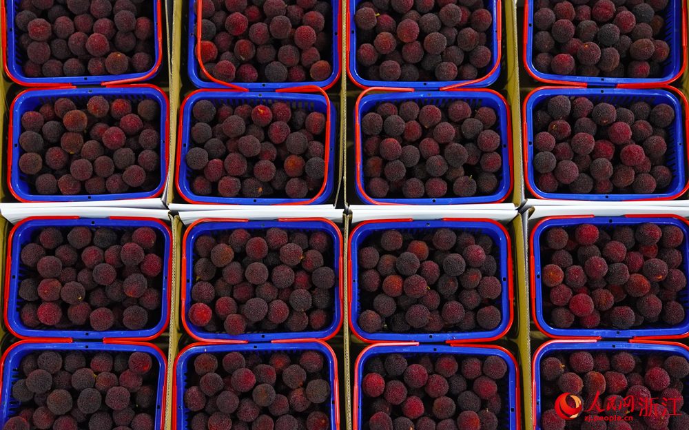 經過分揀的楊梅進入預冷環節。人民網 程欣攝