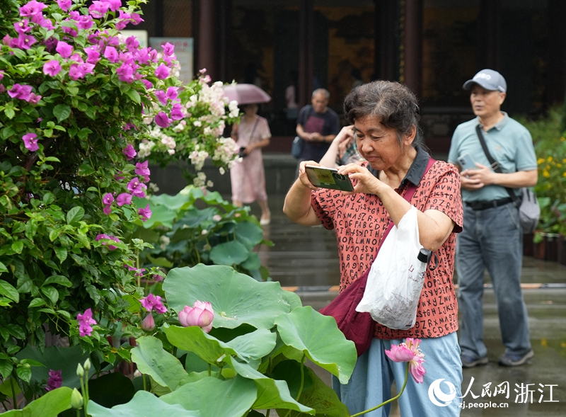 第二屆西湖蓮荷展現場游客正在拍攝荷花。人民網 陳陸洵攝
