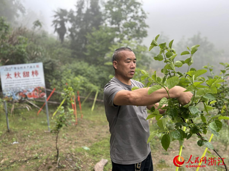 伍會榮正在查看山上甜柿長勢。人民網記者 常國水攝