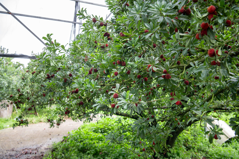 黑紅色的東魁楊梅掛滿枝頭，個個飽滿圓潤
