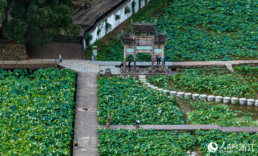 近日，浙江省嵊州市貴門鄉璞玉村的荷花競相綻放。人民網 章勇濤攝