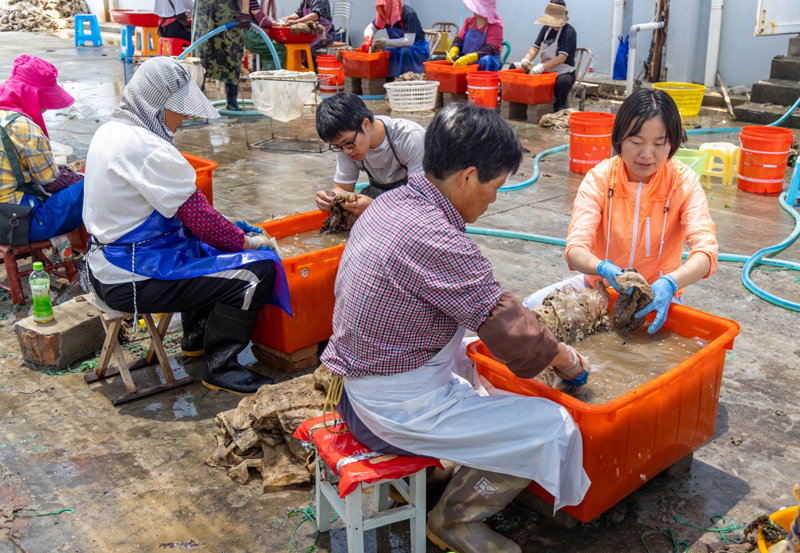 4.“希望之光”組合式幫扶團專家指導厚殼貽貝苗種選育